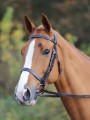 Velocity Gara Plain Cavesson Bridle